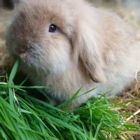 خرگوش لوپ هلندی اصل