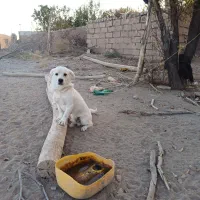 سگ خانگی|سگ|سیرجان, |دیوار