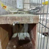 عروس هلندی ماده|پرنده|پردیس, شهرک صنعتی خرمدشت فاز ۷|دیوار