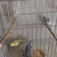 جوجه مرغ عشق آلبینو چشم شرابی|پرنده|اصفهان, شمس آباد|دیوار