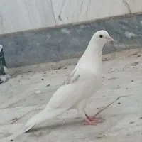 کبوترپرشی جوان واصیل