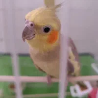 دو عدد عروس هلندی،با قفس