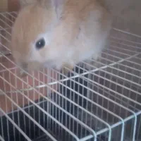 خرگوش|موش و خرگوش|تایباد, |دیوار