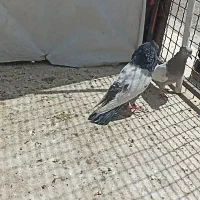 کفتر و کبوتر بهبانی