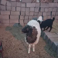 بره نر سبک