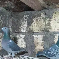 کبوتر مسافتی