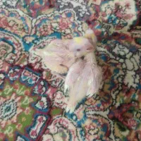 جوجه عروس هلندی