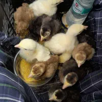 جوجه بوقلمون محلی برنز و بوربون