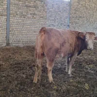 گوساله سیمینتال ماده پرواری|حیوانات مزرعه|شیروان (لرستان), |دیوار