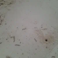 پاکسازی ونظافت منزل وساختمانها|خدمات نظافت|آستانه اشرفیه, |دیوار