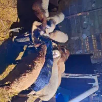 فروش گوسفند یجا میخام بفروشم