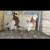 کفتر پلاکی طوقی دمبی شهری|پرنده|سروستان, |دیوار