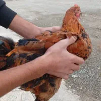 خروس3عدد