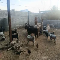 بز کهره دار|حیوانات مزرعه|کازرون, |دیوار