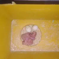 مرغ عشق جوجه و مولد|پرنده|ری, علایین|دیوار