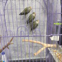 طوطی برزیلی