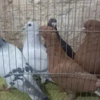 فروش کبوتر زرددم سفید
