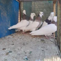 کبوتر طوقی|پرنده|شهرضا, |دیوار