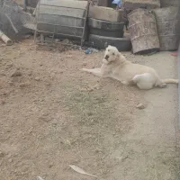 توله سرابی 15ماه|سگ|میلاجرد, |دیوار