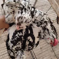 مرغ خروس لاری و گلین ریشو توسی خال سوزنی|حیوانات مزرعه|قم, نوبهار|دیوار