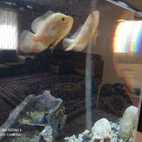 ماهی اسکار آلبینو و لجنخار اسپرت