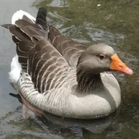 غاز و اردک محلی