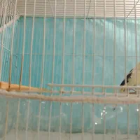 قناری ماده سوپری|پرنده|مشهد, بهمن|دیوار