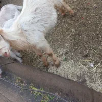 بزغاله ماده