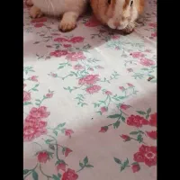 دو عدد خرگوش سالم|موش و خرگوش|ارومیه, |دیوار