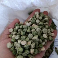 نخود فرنگی بذری|خوردنی و آشامیدنی|طارم (زنجان), |دیوار