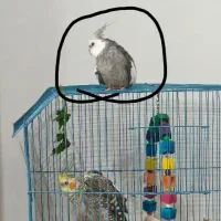 پرنده گم شده