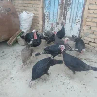 هفت تا بوقلمون ماده