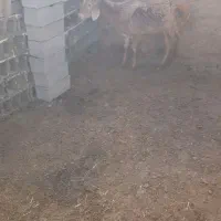 کاهور|حیوانات مزرعه|تربت جام, میان جام|دیوار