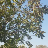 باغ انگور و گردو ۳۰۰۰ متر