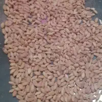 گندم بذری دیم کوهدشت و کارون