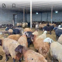 بشتابید بهترین گوسفند نرینه گوشتی زیر قیمت بازار