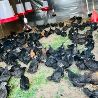 جوجه مرغ و خروس محلی خالص