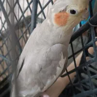 فروش عروس هلندی