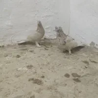 هما سرور و زرد دم سفید|پرنده|مبارکه, |دیوار