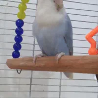 کوتوله برزیلی