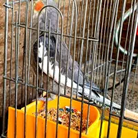 طوطی عروس ومرغ عشق|پرنده|تاکستان, |دیوار