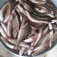 ماهی تازه