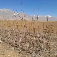 نهال درخت گردو سه ساله هردرخت ۱۲۵ تومان