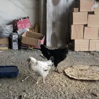 مرغ و خروس