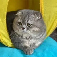 گربه اسکاتیش بریتیش