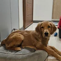 واگذاری گلدن رتریور اصیل