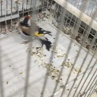 هشت تا سهره نر بخون و ریزه خون،ماهشهر|پرنده|چمران, |دیوار