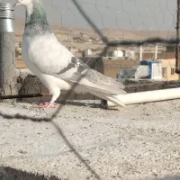 بدرنگ آبی دست اولی