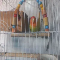 طوطی برزیلی جفت|پرنده|ری, شهادت|دیوار