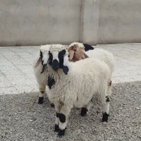 بره نره شیرپر چاق